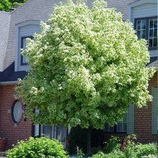 Acer platanoides "Drummondii" / Клён  остролистный "Друммонди "