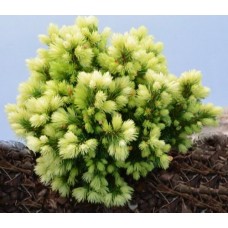 Picea glauca" Jalako Gold " /     Ель сизая (канадская) "Джалако голд"