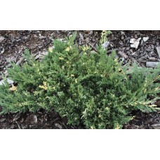 Juniperus chinensis "Expansa Variegata"    /      Можжевельник китайский "Экспанса Вариегата"