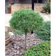 Pinus strobus "Green Twist"  /  Сосна веймутова "Грин твист"