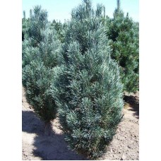 Pinus sylvestris "Fastigiata"  /  Ель обыкновенная "Фастигиата"