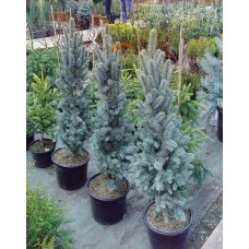 Picea pungens" Iseli Fastigiate" /   Ель колючая "Изели Фастигиата"