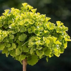 Ginkgo biloba "Mariken" Pa- Гинго  билоба "Марикен" на штамбе