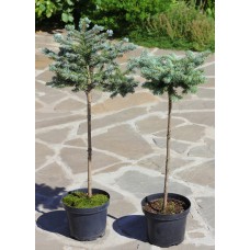 Picea pungens «Glauca Globosa» Pa /  Ель колючая «Глаука Глобоза»  на штамбе