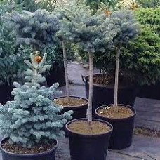 Picea pungens «Glauca Globosa» Pa /  Ель колючая «Глаука Глобоза»  на штамбе