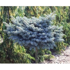 Picea pungens «Glauca Globosa» Pa /  Ель колючая «Глаука Глобоза»  на штамбе