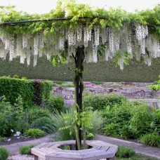 Wisteria sinensis "Alba"  /  Глициния китайская "Альба"