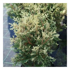 Thuja occidentalis "Golden Pearl"   /Туя западная "Голден Перл" 