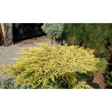 Juniperus communis "Goldschatz"  /  Можжевельник обыкновенный "Голдшатц "