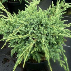 Juniperus squamata "Holger"  /  Можжевельник чешуйчатый" Холгер"