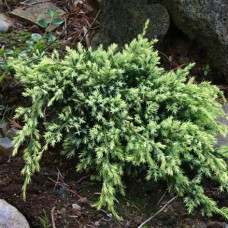 Juniperus squamata "Holger"  /  Можжевельник чешуйчатый" Холгер"