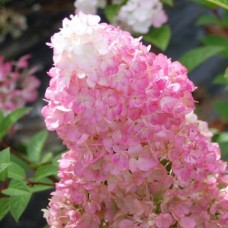 Hydrangea paniculata "Sundae Fraise"  /  Гортензия метельчатая "Сандей Фрейз"