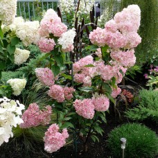 Hydrangea paniculata "Sundae Fraise"  /  Гортензия метельчатая "Сандей Фрейз"