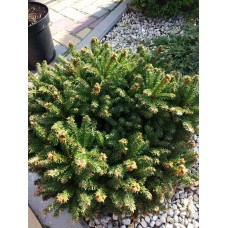 Picea amorica"Karel"  /   Ель сербская "Карел"