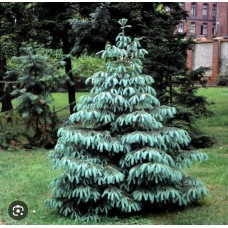 Picea engelmannii- Ель Энгельмана 