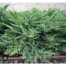 Juniperus virginiana "Tripartita"- Можжевельник виргинский "Трипартита"