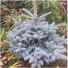 Picea pungens "Edith" - Ель голубая колючая'' Эдит''