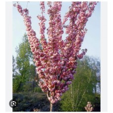 Prunus serrulata 'Kanzan' Pa - Вишня мелкопильчатая ''Канзан'' САКУРА на штамбе