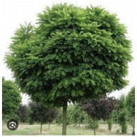 Robinia pseudoacacia" Umbraculifera'' Pa- Акация шаровидная или робиния" Умбракулифера"  на штамбе