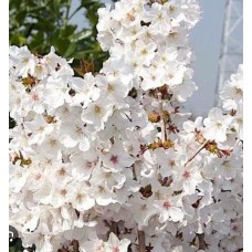 Prunus nipponica" Brillant" - Вишня ниппонская " Бриллиант "