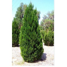 Juniperus chinensis'' Spartan'' -Можжевельник китайский "Спартан"
