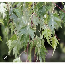  Betula pendula `Gracilis` Pa- Береза повислая Грацилис на штамбе