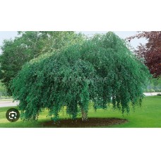  Betula pendula `Gracilis` Pa- Береза повислая Грацилис на штамбе
