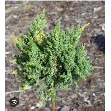 Juniperus chinesus" Stricta" PA- Можжевельник китайский'' Стрикта'' на штамбе