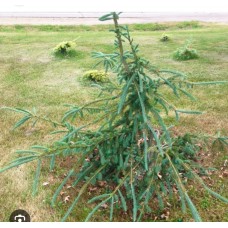Picea engelmannii «SNAKE»- Ель Энгельмана  "Снейк"