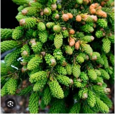 Picea orientalis" 'Juwel"- Pa- Ель восточная" Джувел " на штамбе