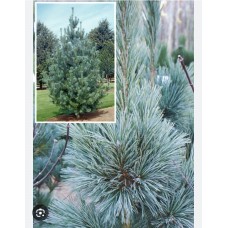 Pinus flexilis "Vanderwolf`s Pyramid"-Сосна гибкая "Вандервольф'с Пирамид"