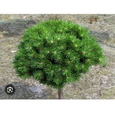 Pinus mugo "Benjamin" PA - Сосна горная "Бенджамин "на штамбе