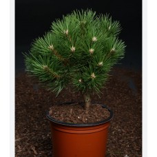 Pinus nigra "Hornibrookiana"- Сосна черная "Хорнибрукиана" 