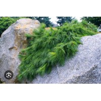 Pinus strobus "Niagara Falls"- Сосна веймутова "Ниагара Фоллс"