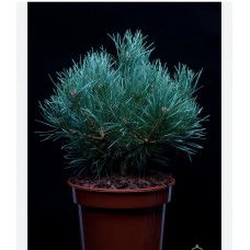 Pinus sylvestris "Chantry Blue"- Сосна обыкновенная "Чантри  Блю"