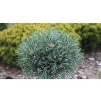 Pinus sylvestris 'Frensham' Pa- Сосна обыкновенная" Френшем" на штамбе