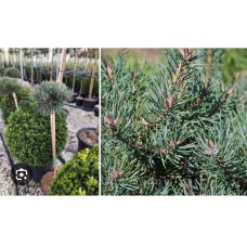 Pinus sylvestris " Martham"- Сосна обыкновенная "Мартам" на штамбе