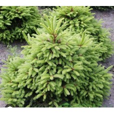 Picea abies'' Ohlendorffii" - Ель обыкновенная" Олендорфи"