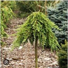 Juniperus communis" Green Mantle" Pa- Можжевельник  "Грин Монтле "на штамбе