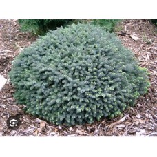  Picea abies "Echiniformis"- Ель обыкновенная" Эхиниформис"