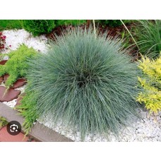 Festuca glauca- Овсяница сизая