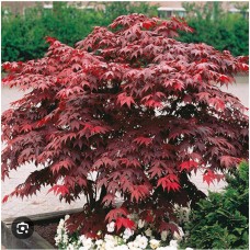 Acer palmatum "Atropurpureum"- Клен пальмолистный " Антропурпурея"