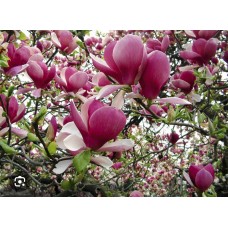 Magnolia x soulangeana" Alexandrina"- Магнолия" Александрина"