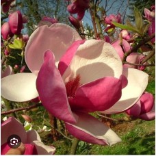 Magnolia soulangeana 'Rustica Rubra"- Магнолия" Рустика Рубра "