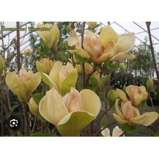 Magnolia "Sunsation" - Магнолия гибридная "Сенсация"