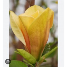 Magnolia brooklynensis 'Judy Zuk' - Магнолия бруклинская '' Джуди  Зур"