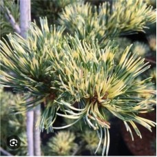 Pinus parviflora "Fukai"/  Сосна мелкоцветная "Фукай"