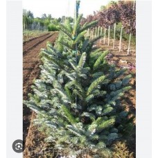 Picea abies «Bicolor»- Ель обыкновенная «Биколор»