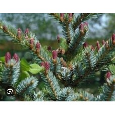 Picea abies «Bicolor»- Ель обыкновенная «Биколор»