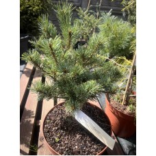 Pinus parviflora "Dendo" - Сосна мелкоцветковая "Дендо"